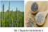 ĐỒ ÁN TỐT NGHIỆP Nghiên cứu và chế tạo máy tách hạt từ bông hạt chia (Salvia)
